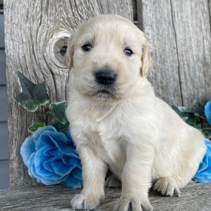 Golden Retriever Puppy Cameron