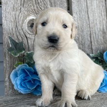 Golden Retriever Puppy Cameron