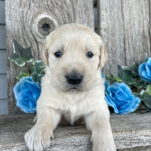 Golden Retriever Puppy Cameron