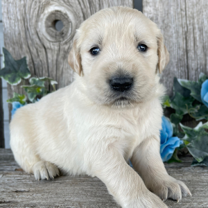 Golden Retriever Puppy Cameron