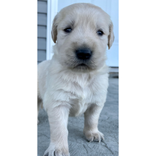 Golden Retriever Puppy Cameron