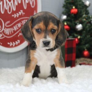 Beagle Puppy Stacy