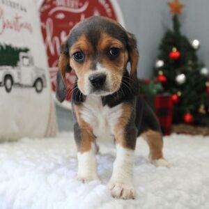 Beagle Puppy Stacy