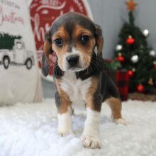 Beagle Puppy Stacy