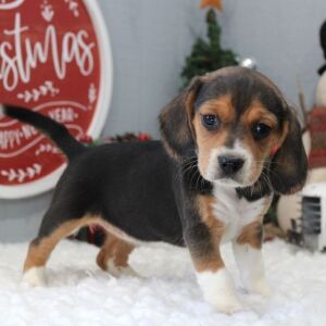 Beagle Puppy Stacy
