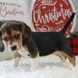 Beagle Puppy Stacy