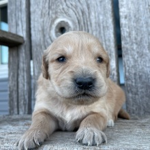 Golden Retriever Puppy Bertha
