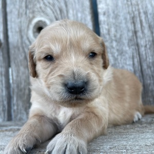 Golden Retriever Puppy Bertha