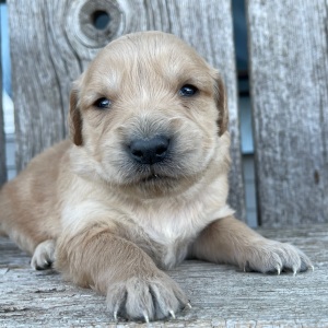 Golden Retriever Puppy Bertha