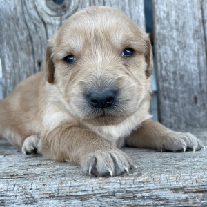 Golden Retriever Puppy Bertha