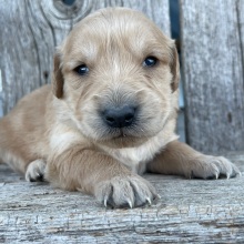Golden Retriever Puppy Bertha