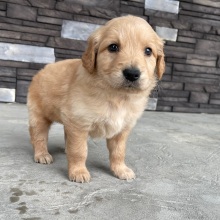 Golden Retriever Puppy Bertha