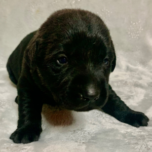 Labrador Retriever Puppy Stella