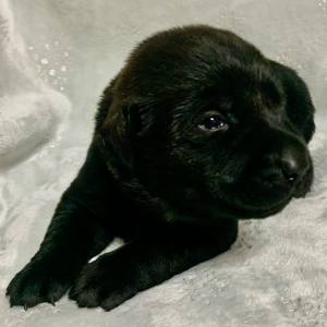 Labrador Retriever Puppy Stella