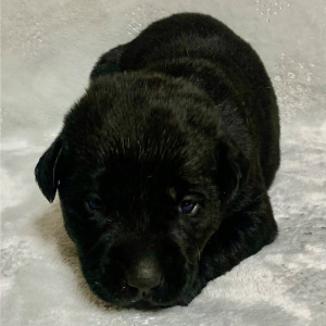 Labrador Retriever Puppy Stella