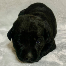 Labrador Retriever Puppy Stella