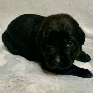 Labrador Retriever Puppy Stella