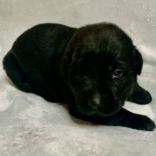 Labrador Retriever Puppy Stella