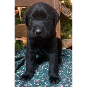 Labrador Retriever Puppy Stella