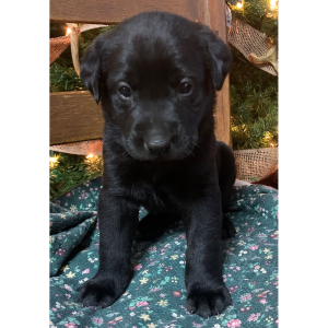 Labrador Retriever Puppy Stella