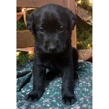 Labrador Retriever Puppy Stella