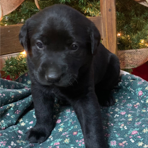 Labrador Retriever Puppy Stella
