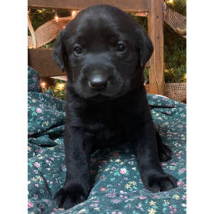 Labrador Retriever Puppy Stella