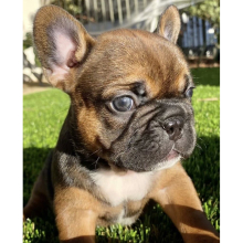 French Bulldog Puppy Mariah