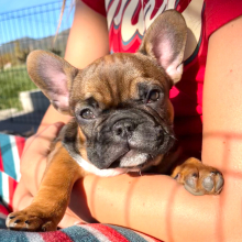 French Bulldog Puppy Mariah