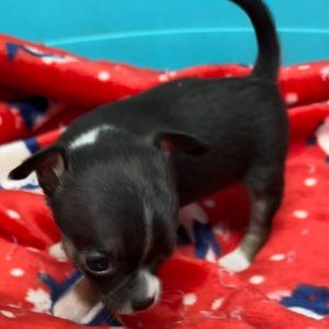 Chihuahua Puppy Fiona