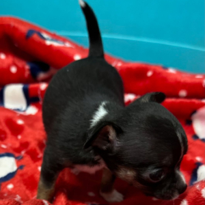 Chihuahua Puppy Fiona