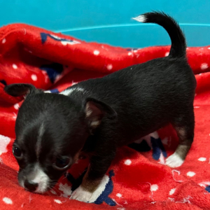 Chihuahua Puppy Fiona