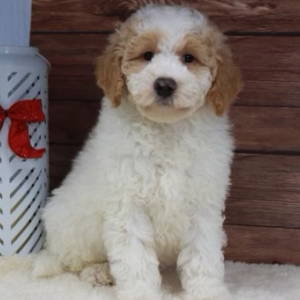 Goldendoodle Puppy Fido