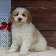 Goldendoodle Puppy Fido