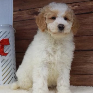 Goldendoodle Puppy Fido