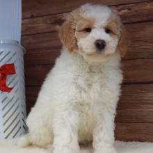 Goldendoodle Puppy Fido