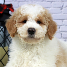 Goldendoodle Puppy Fido