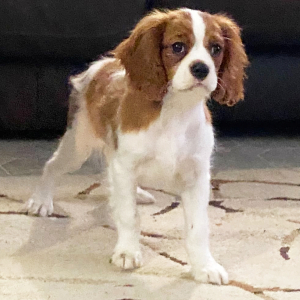 Cavalier King Charles Spaniel Puppy Dirk