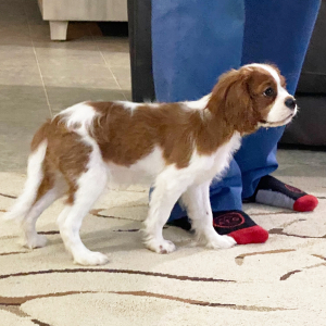 Cavalier King Charles Spaniel Puppy Dirk