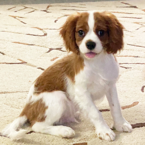 Cavalier King Charles Spaniel Puppy Dirk