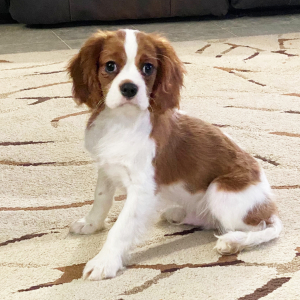 Cavalier King Charles Spaniel Puppy Dirk