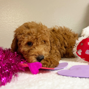 Goldendoodle Puppy Etta