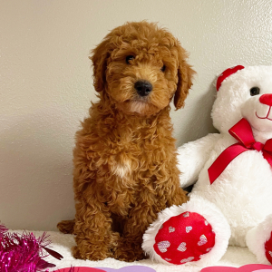 Goldendoodle Puppy Etta