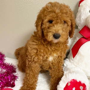 Goldendoodle Puppy Etta
