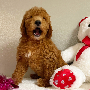 Goldendoodle Puppy Etta