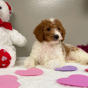 Goldendoodle Puppy Edith