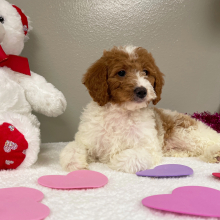 Goldendoodle Puppy Edith
