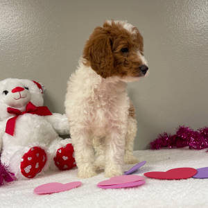 Goldendoodle Puppy Edith