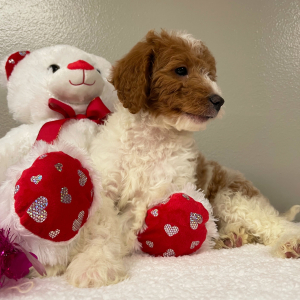 Goldendoodle Puppy Edith