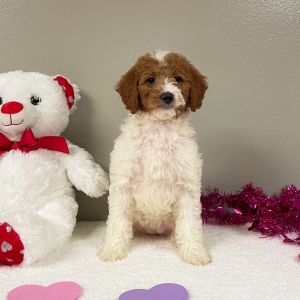 Goldendoodle Puppy Edith